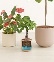 Load image into Gallery viewer, Sandy stand:all