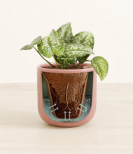 Load image into Gallery viewer, Striped Rose Pink stand:all