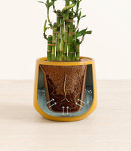 Load image into Gallery viewer, Mustard stand:all