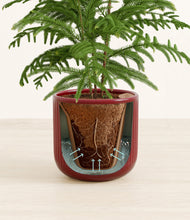 Load image into Gallery viewer, Striped Cherry Red stand:all