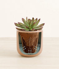 Load image into Gallery viewer, Striped Peach Pink stand:all
