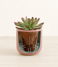 Load image into Gallery viewer, Striped Rose Pink stand:all