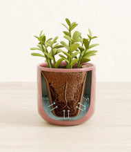 Load image into Gallery viewer, Hammered Rose Pink stand:all