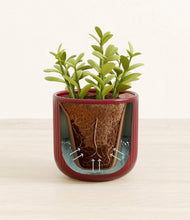 Load image into Gallery viewer, Striped Cherry Red stand:all