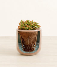 Load image into Gallery viewer, Hammered Peach Pink stand:all