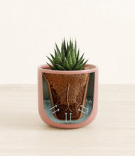 Load image into Gallery viewer, Striped Rose Pink stand:all
