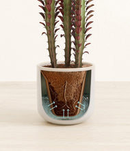 Load image into Gallery viewer, Snowdrift White stand:all