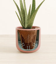 Load image into Gallery viewer, Striped Rose Pink stand:all