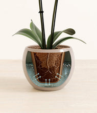 Load image into Gallery viewer, Desert Brown stand:all