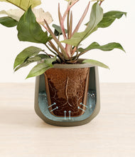 Load image into Gallery viewer, Olive stand:all