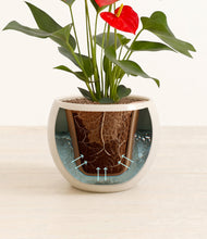 Load image into Gallery viewer, Shiny EggWhite stand:all