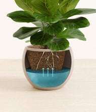 Load image into Gallery viewer, Desert Brown