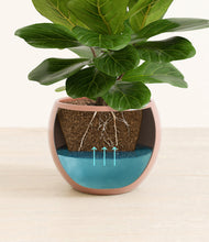 Load image into Gallery viewer, Calm Rose