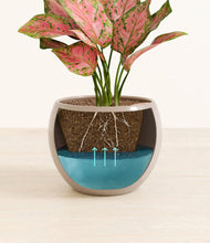 Load image into Gallery viewer, Desert Brown