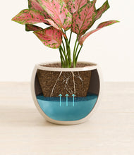 Load image into Gallery viewer, Shiny EggWhite