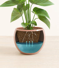 Load image into Gallery viewer, Calm Rose