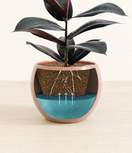 Load image into Gallery viewer, Calm Rose