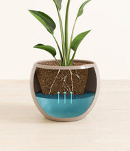 Load image into Gallery viewer, Desert Brown