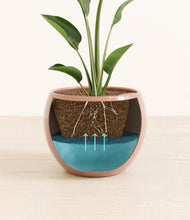 Load image into Gallery viewer, Calm Rose