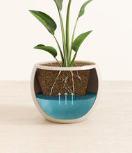 Load image into Gallery viewer, Shiny EggWhite