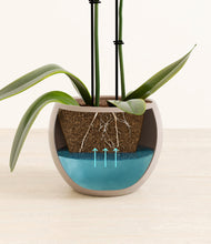 Load image into Gallery viewer, Desert Brown stand:all