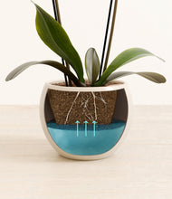 Load image into Gallery viewer, Shiny EggWhite stand:all