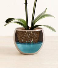 Load image into Gallery viewer, Desert Brown stand:all