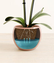 Load image into Gallery viewer, Calm Rose