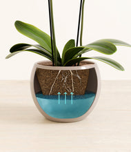 Load image into Gallery viewer, Desert Brown stand:all