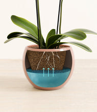 Load image into Gallery viewer, Calm Rose