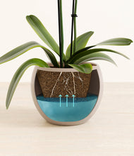 Load image into Gallery viewer, Desert Brown stand:all