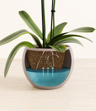 Load image into Gallery viewer, Winter Clouds stand:all