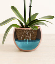 Load image into Gallery viewer, Calm Rose stand:all