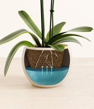 Load image into Gallery viewer, Shiny EggWhite