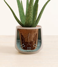 Load image into Gallery viewer, Eternal Gray stand:all