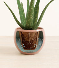 Load image into Gallery viewer, Calm Rose stand:all