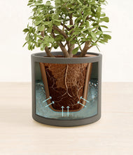 Load image into Gallery viewer, Dark Olive stand:all