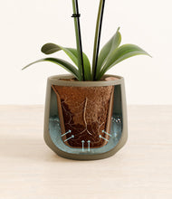 Load image into Gallery viewer, Olive stand:all