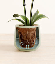 Load image into Gallery viewer, Turquoise stand:all