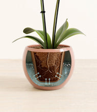 Load image into Gallery viewer, Calm Rose stand:all