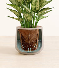 Load image into Gallery viewer, Eternal Gray stand:all