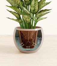 Load image into Gallery viewer, Desert Brown stand:all