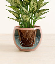 Load image into Gallery viewer, Calm Rose stand:all