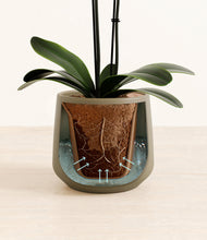 Load image into Gallery viewer, Olive stand:all
