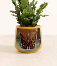 Load image into Gallery viewer, Mustard stand:all