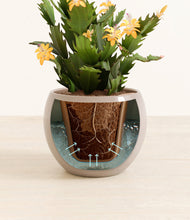 Load image into Gallery viewer, -Desert Brown stand:all