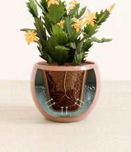 Load image into Gallery viewer, -Calm Rose stand:all