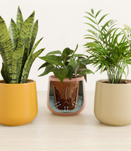 Load image into Gallery viewer, Evening Sky stand:all