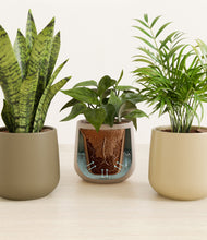 Load image into Gallery viewer, Woodland stand:all