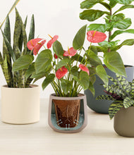 Load image into Gallery viewer, Countryside stand:all